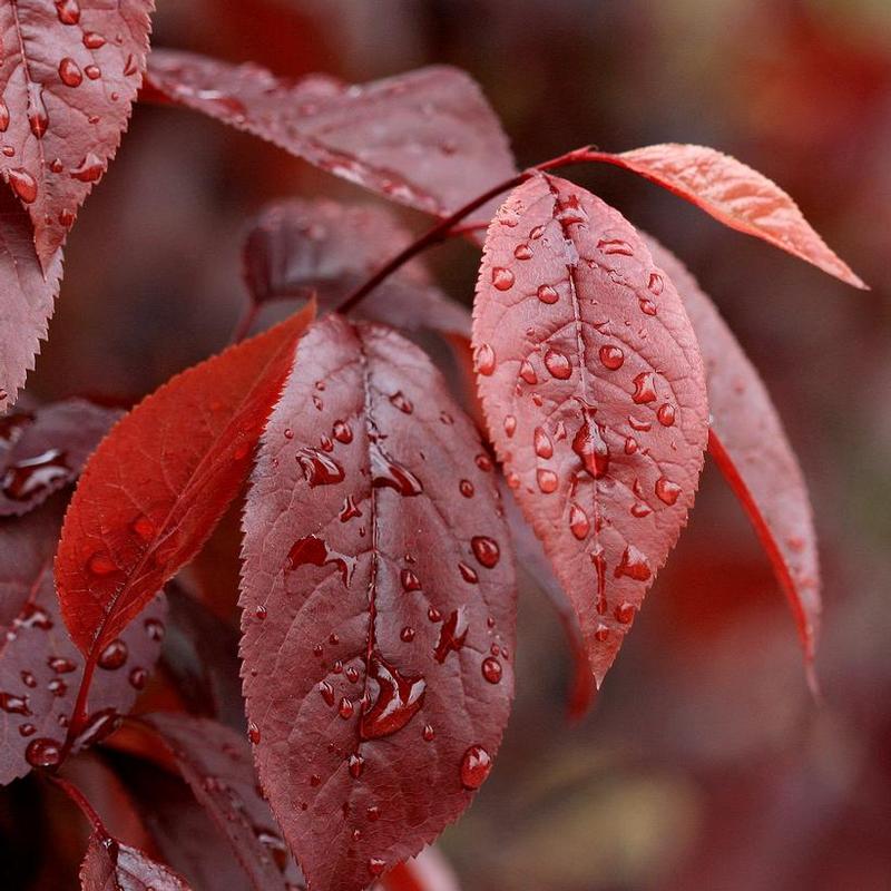 Prunus cerasifera Thundercloud