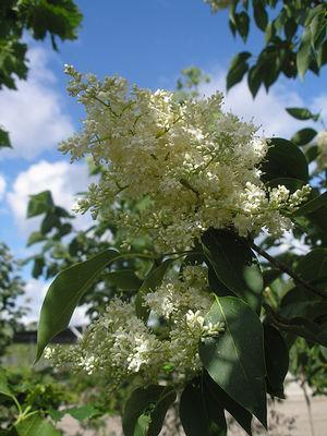 Syringa pekinensis DTR 124