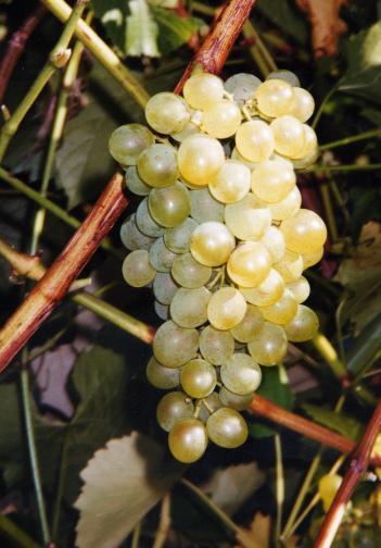 Grape Vidal