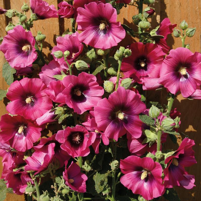 Alcea rosea Halo Series Cerise