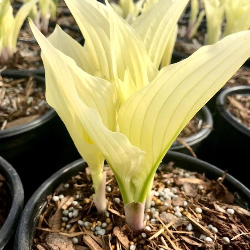 Hosta Zebra Stripes