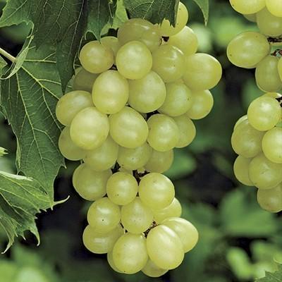 Grape Niagara