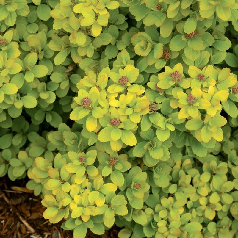 Spiraea betulifolia Tor Gold