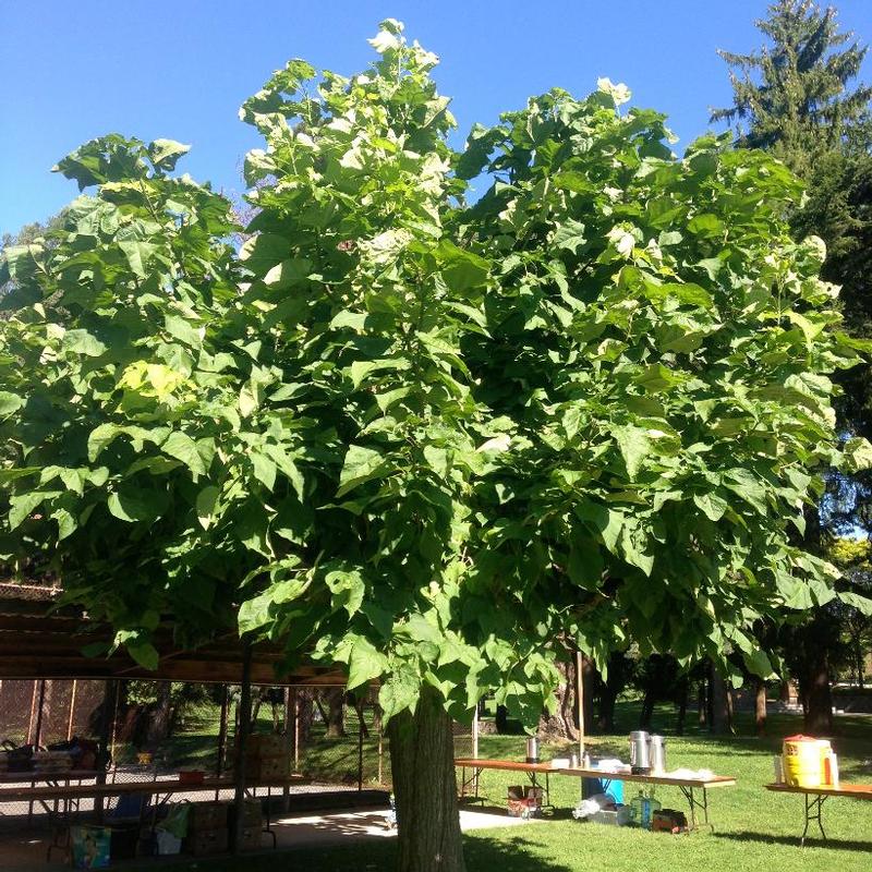 Catalpa bungei 