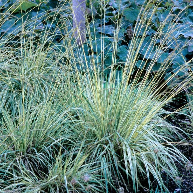Molinia caerulea Variegata