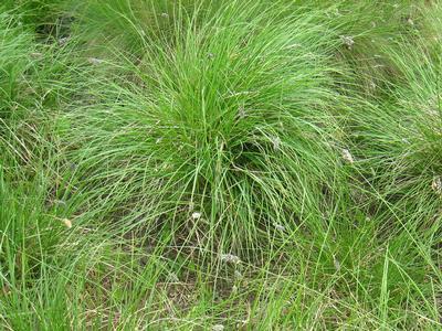 Sesleria caerulea 