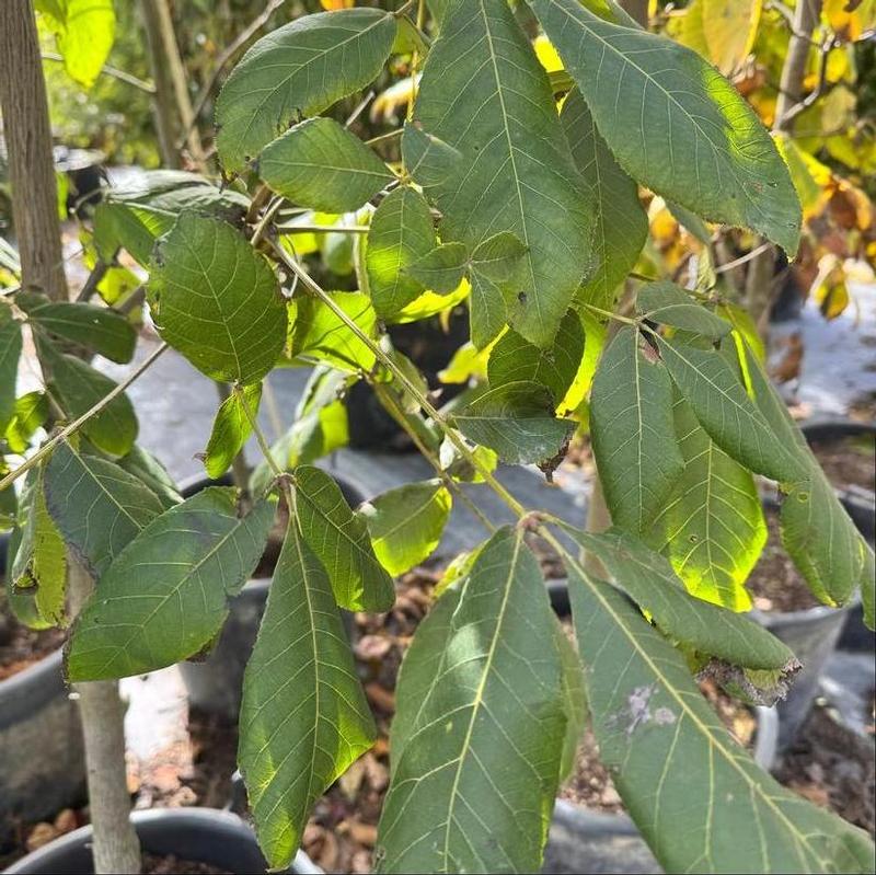 Carya laciniosa 