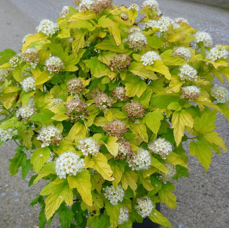 Physocarpus opulifolius Nugget