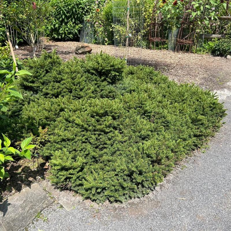 Picea abies Pumila Nigra