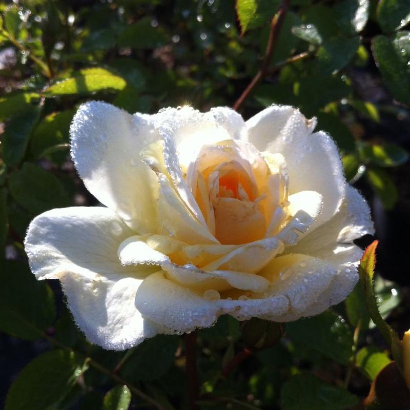 Rosa Explorer J.P. Connell