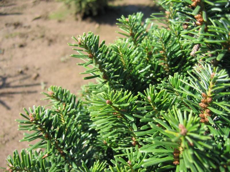Abies alba Pyramidalis