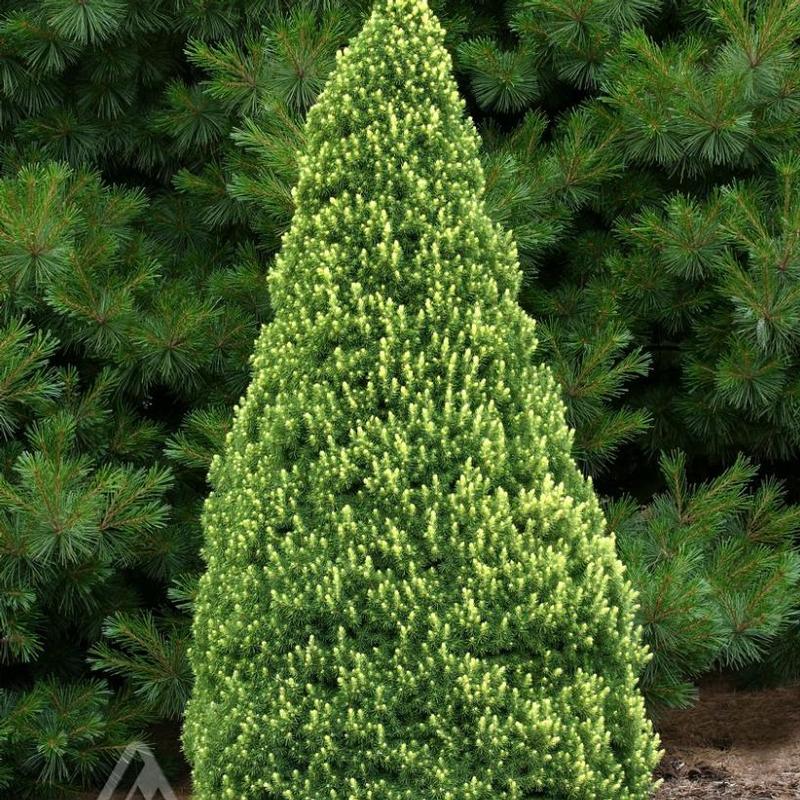 Picea glauca Rainbow's End