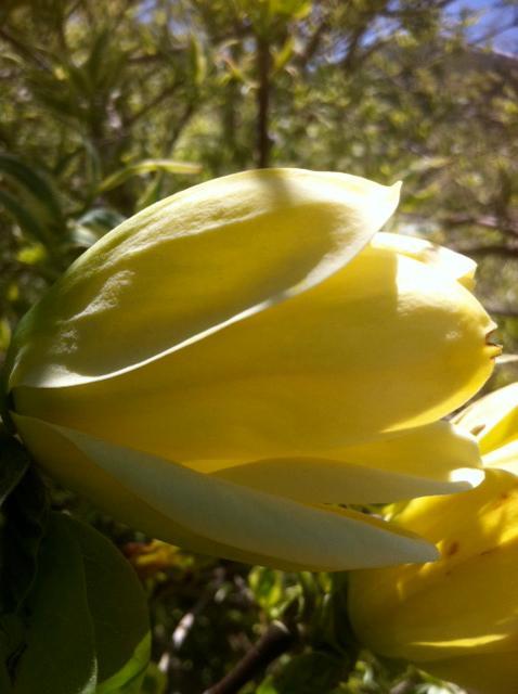 Magnolia x Butterflies