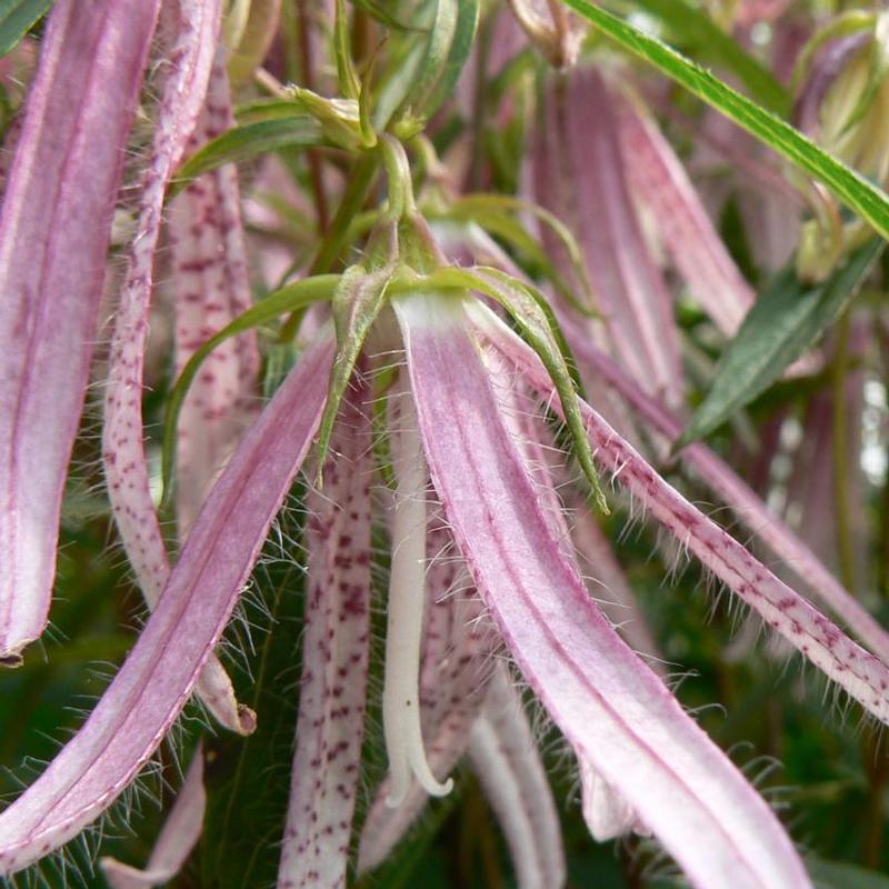 Campanula x Pink Octopus