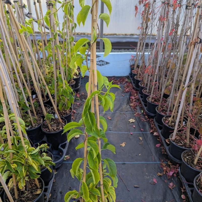 Celastrus scandens 