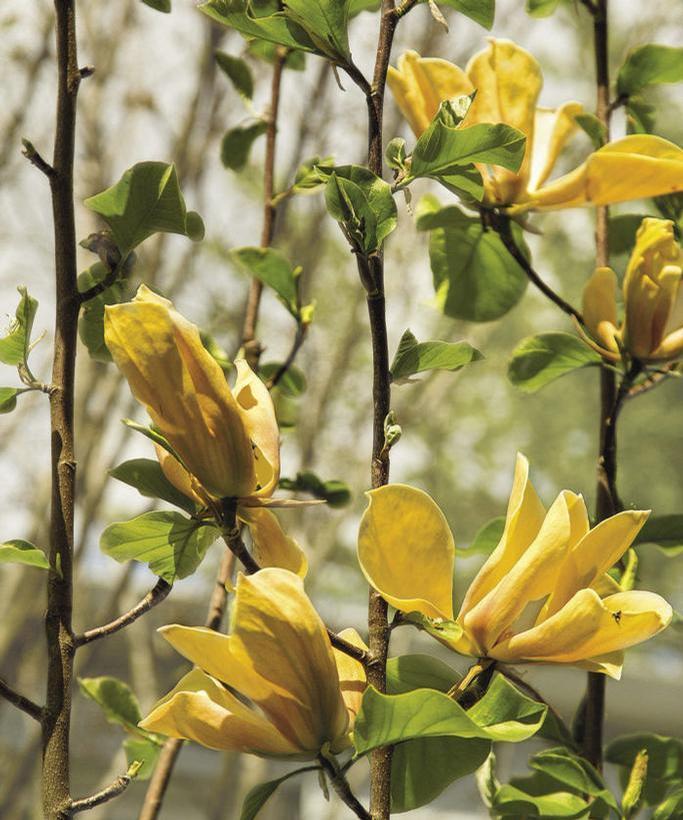 Magnolia x Judy Zuk