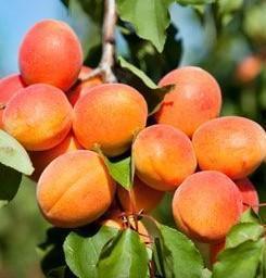 Apricot Harcot