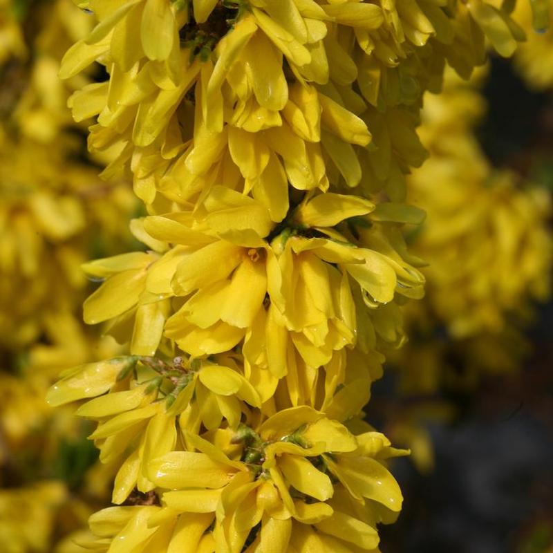 Forsythia x intermedia Mindor