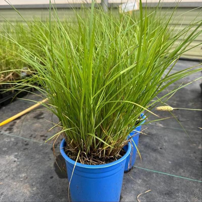 Carex bebbii 
