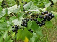 Ribes americanum 