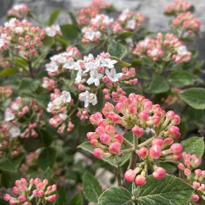 Viburnum carlesii Compactum
