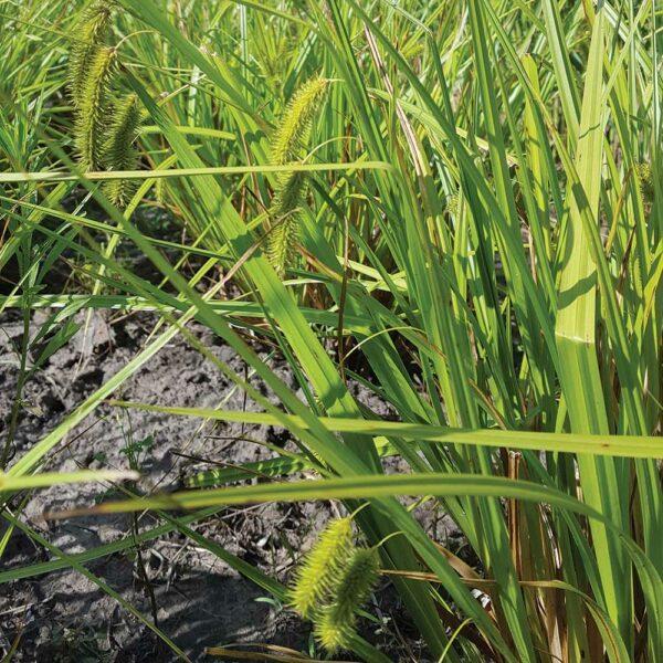 Carex comosa 