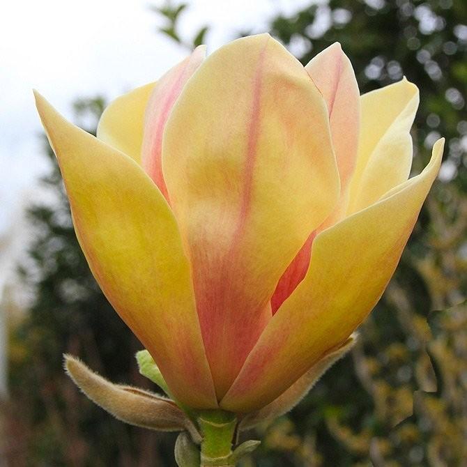 Magnolia x Sunsation