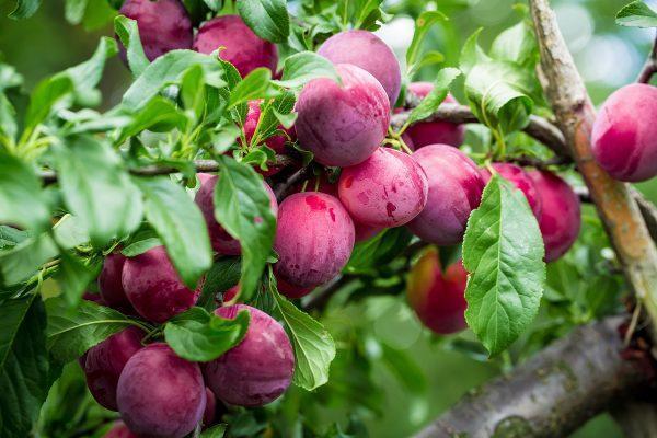 Plum Elephant Heart