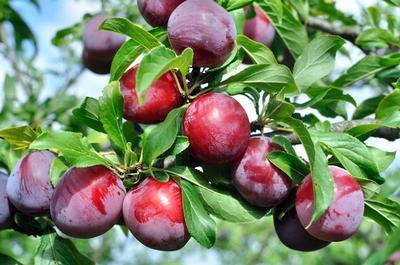 Plum Ozark Premier