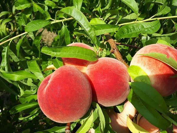 Peach August Rose™