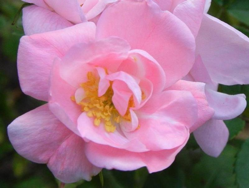 Rosa Lucy Irene