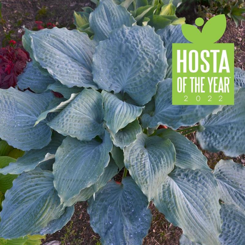 Hosta Diamond Lake