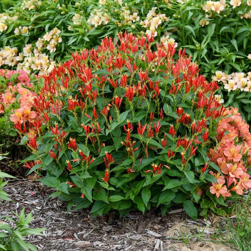 Spigelia marilandica Ragin Cajun
