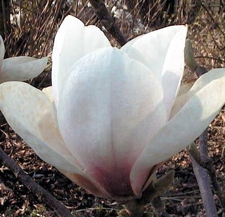 Magnolia x Legacy