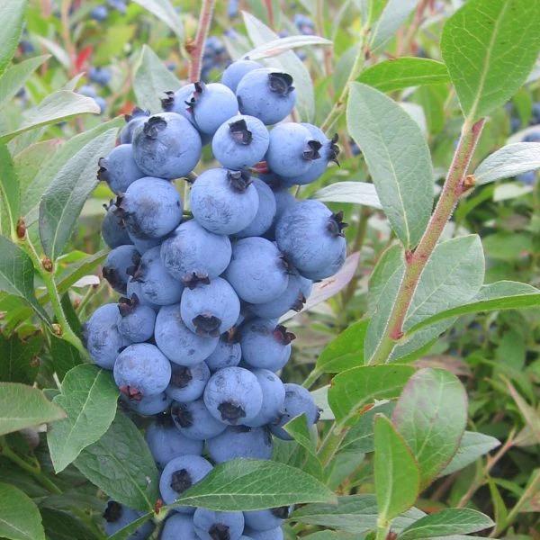 Blueberry Top Hat