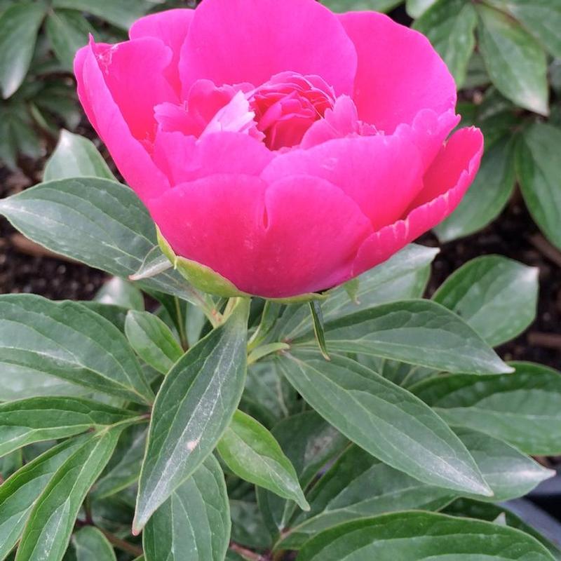 Paeonia Patio Patio Athens