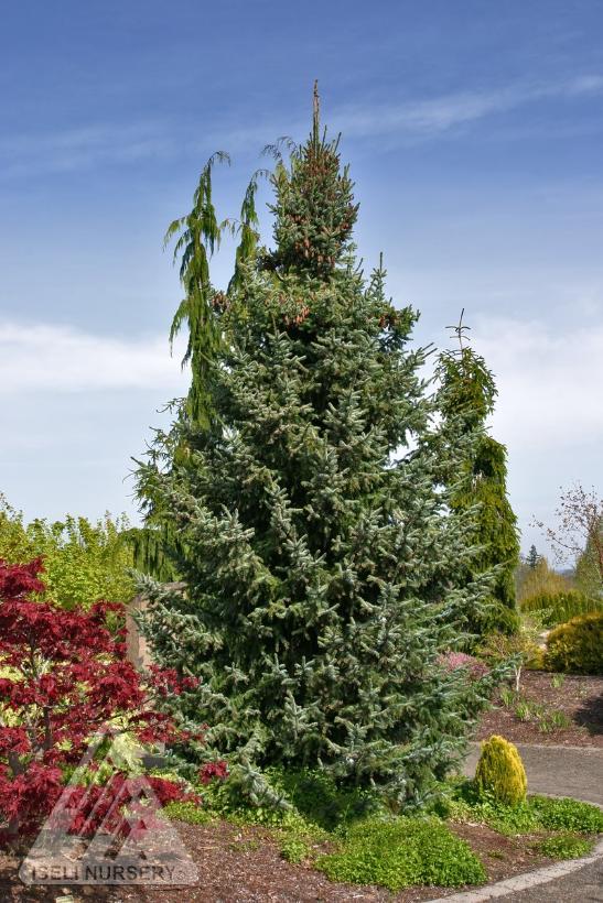 Picea omorika Bruns