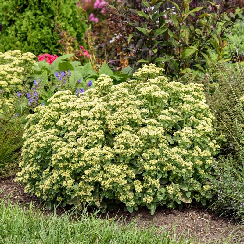 Sedum Rock 'N Grow® Lemonjade