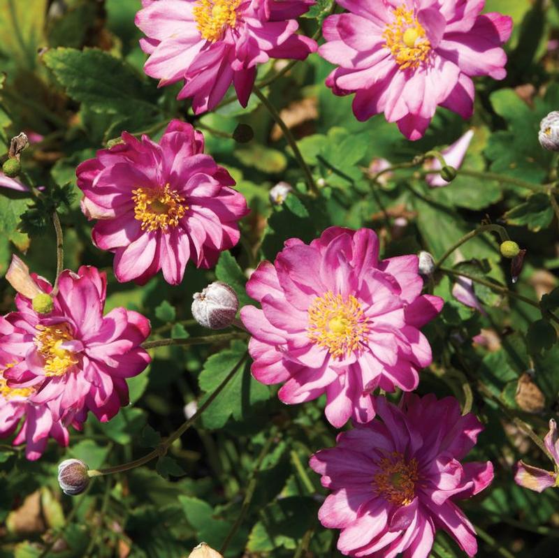 Anemone hupehensis Pretty Lady™ Pretty Lady Julia