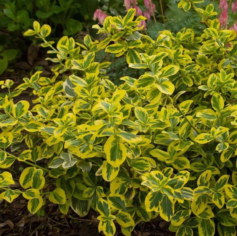 Euonymus fortunei Roemertwo