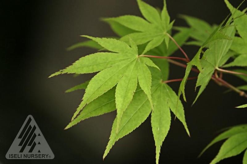 Acer palmatum Osakazuki