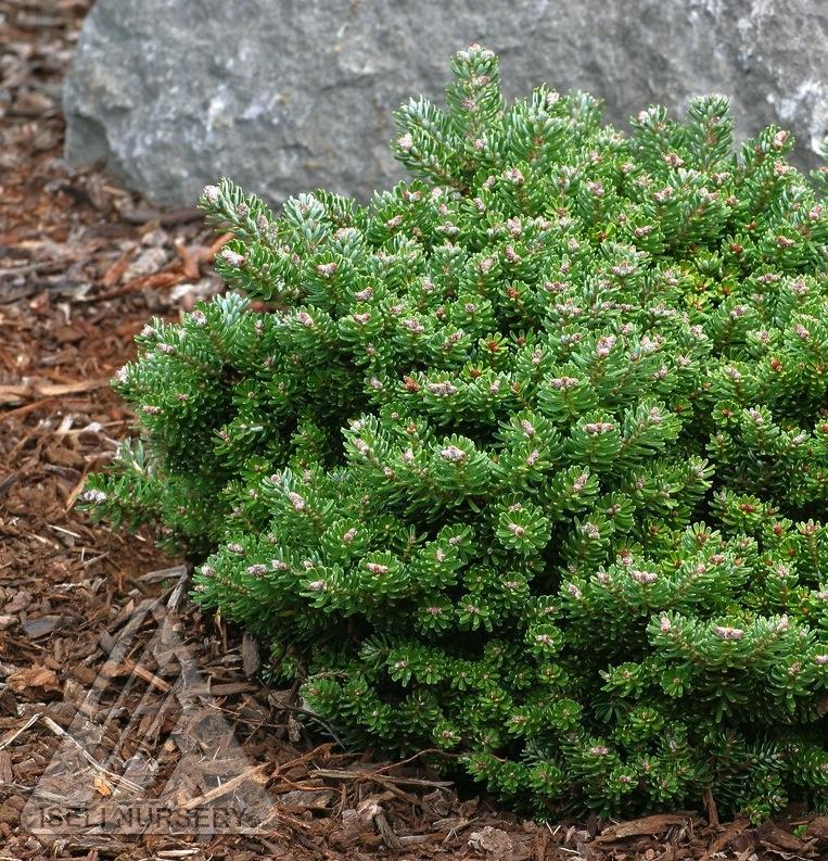 Abies koreana Silberperle
