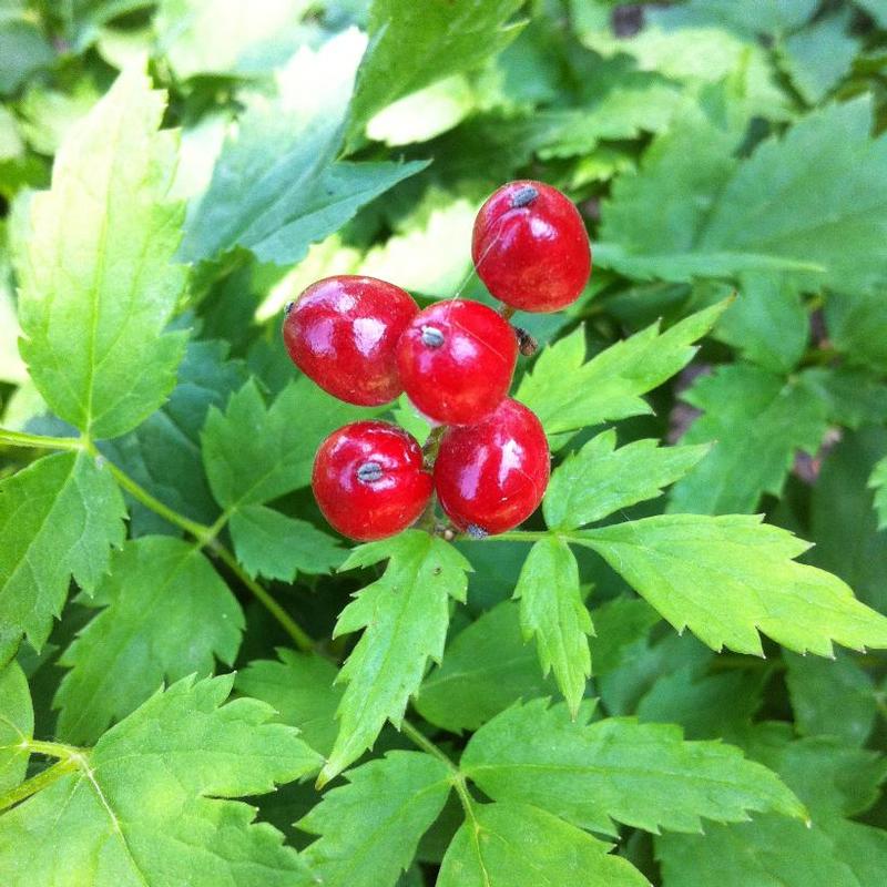 Actaea rubra 