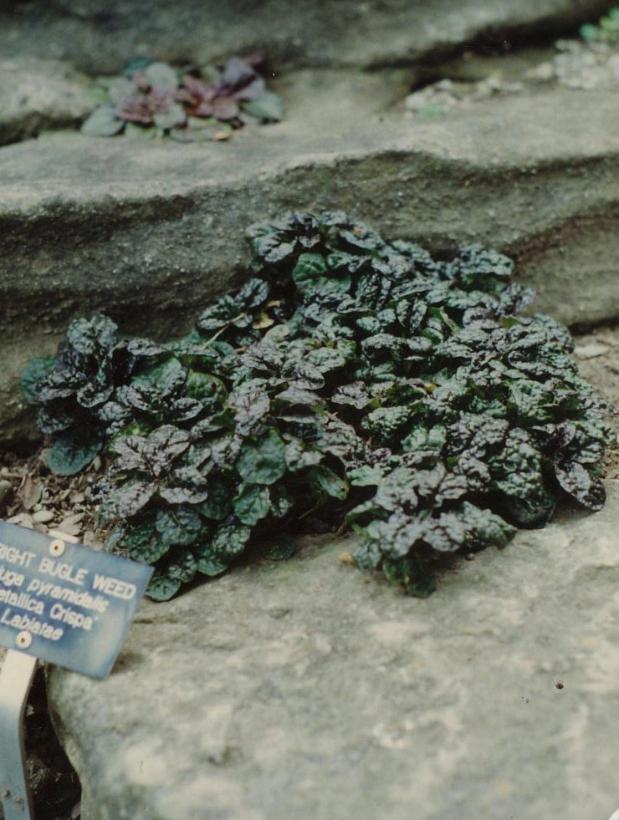 Ajuga pyramidalis Metallica Crispa
