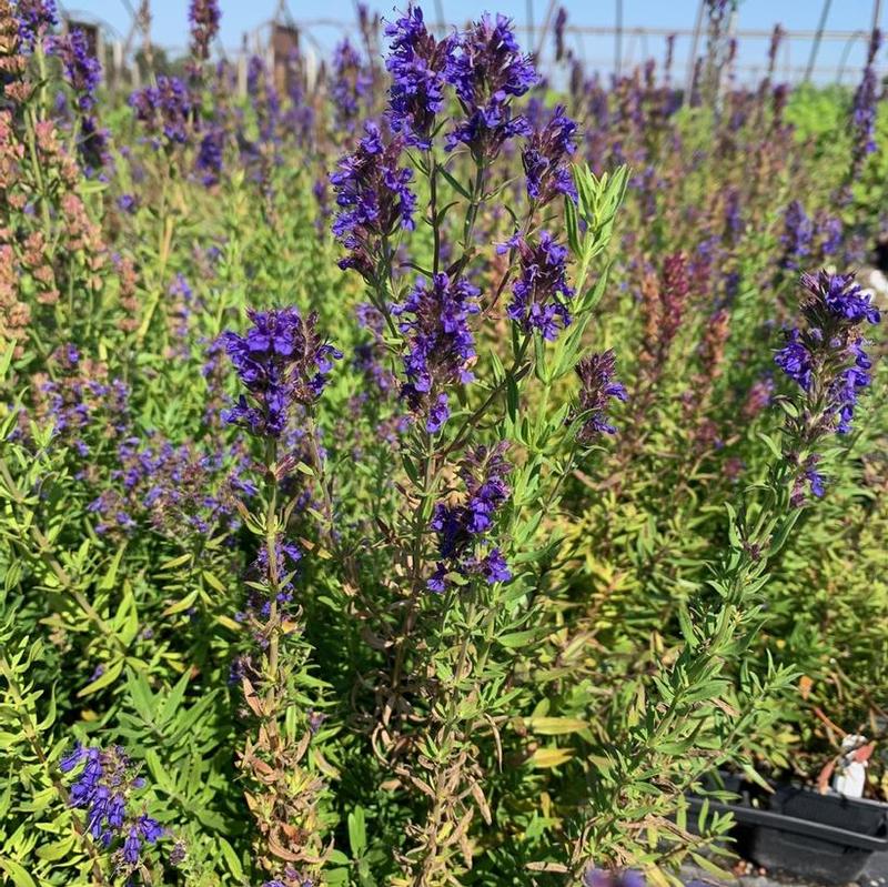 Hyssopus officinalis aristatus 
