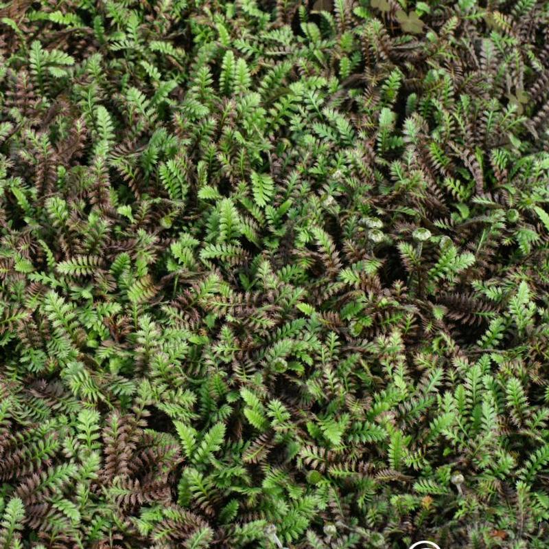 Leptinella squalida Platt's Black