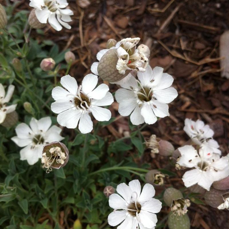 Silene uniflora Compacta