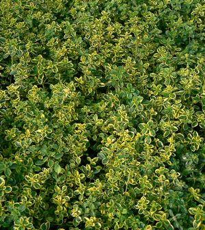 Thymus x citriodorus Aureus