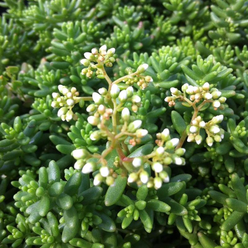 Sedum album Coral Carpet