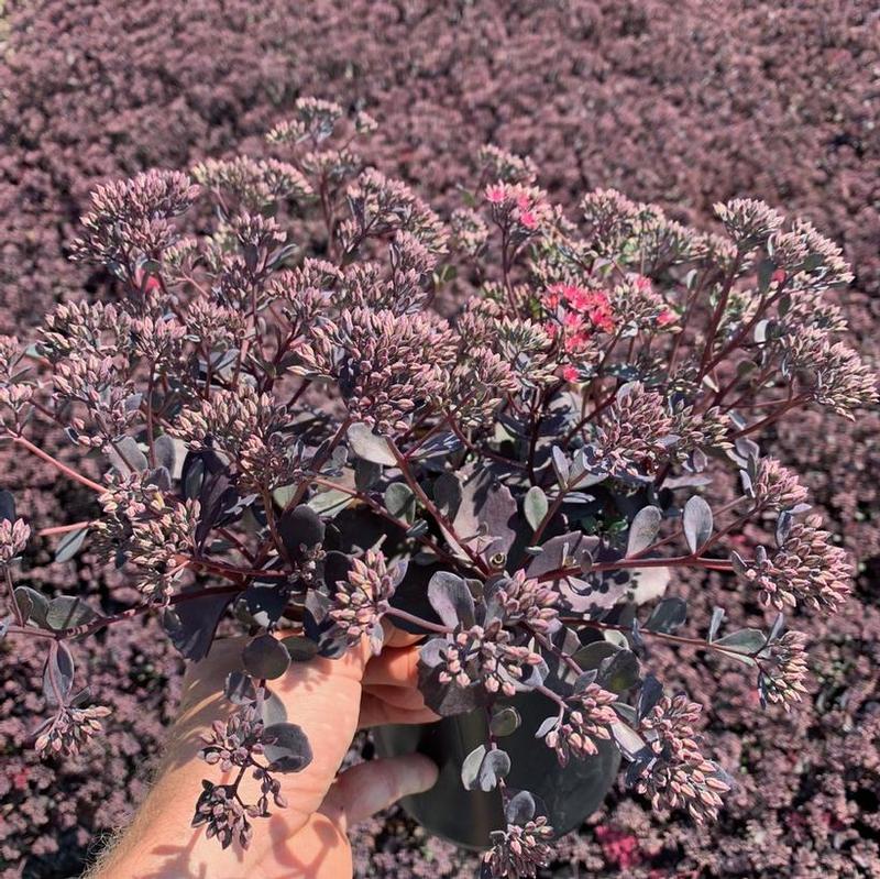 Sedum x Bertram Anderson